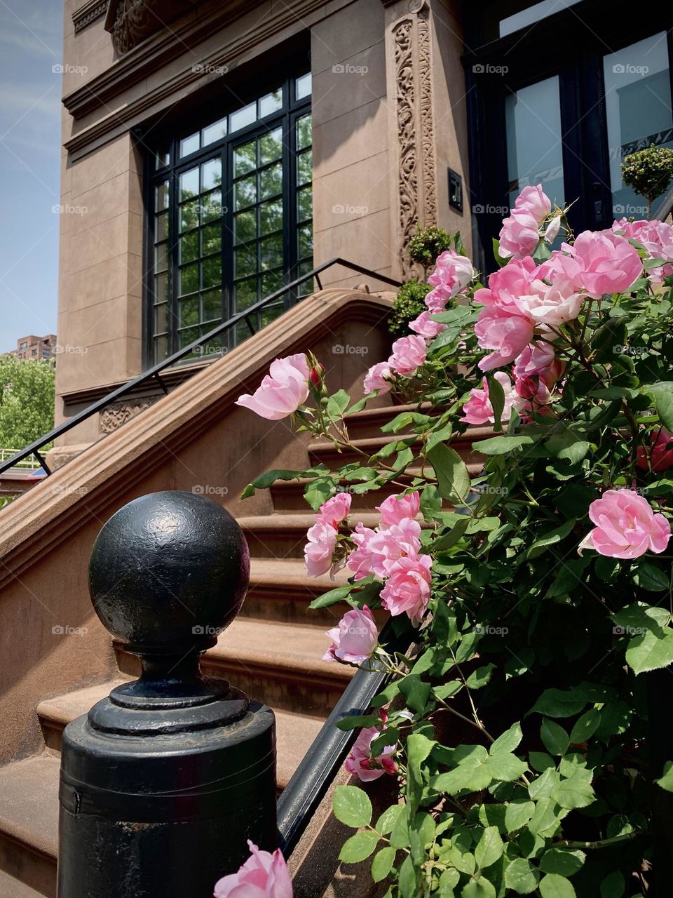 Beautiful pink roses in front of a brown stone apartment building in New York. Outdoor garden.