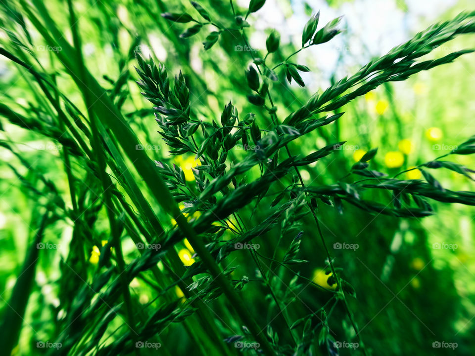 Vibrant green grass bokeh abstraction