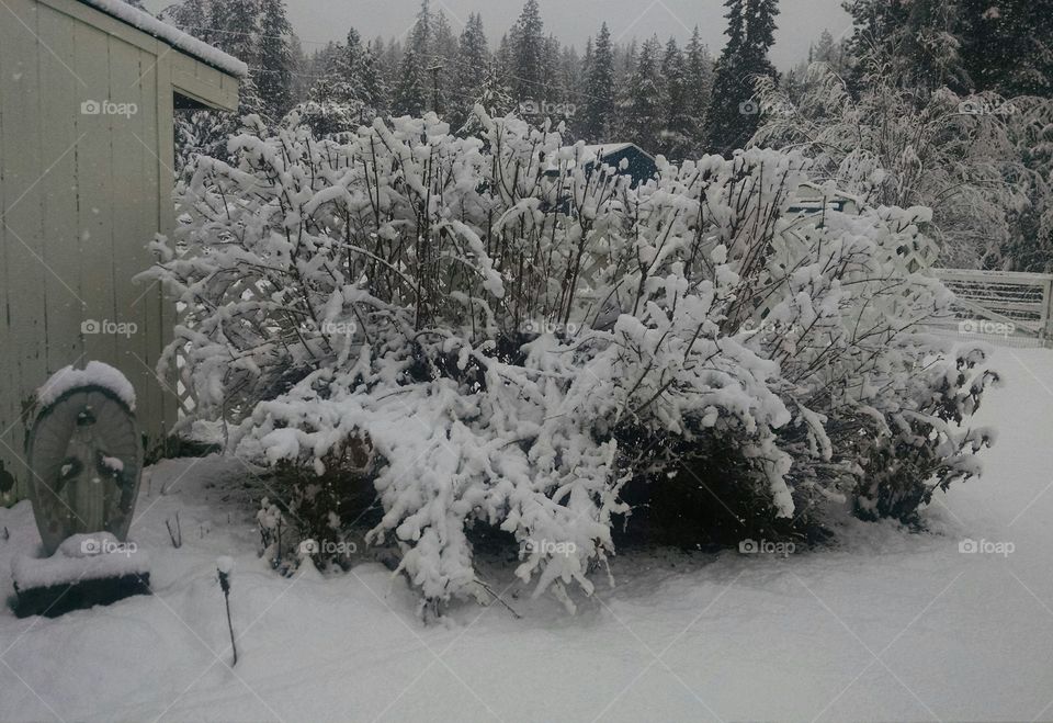 Snow Blooming In Spring
