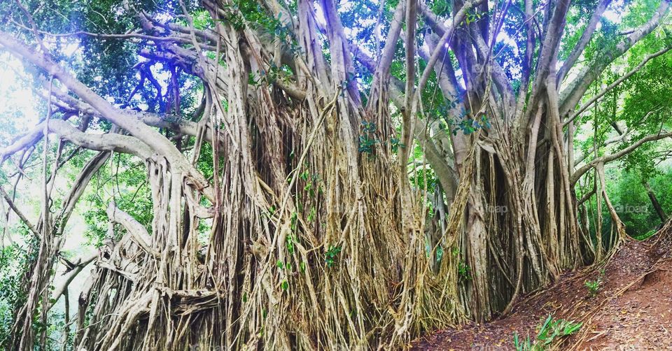 Big banyan tree