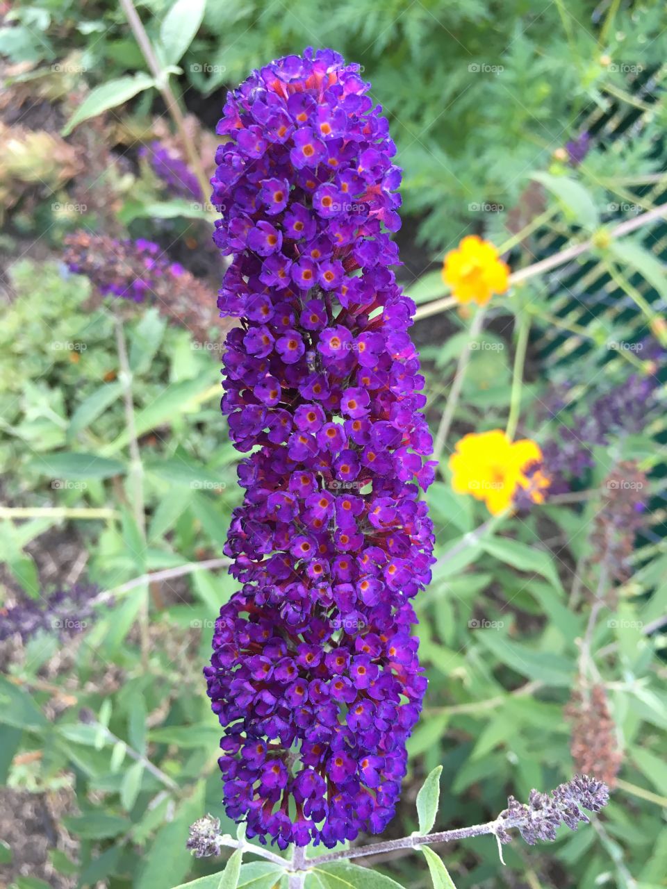 Purple flower cluster