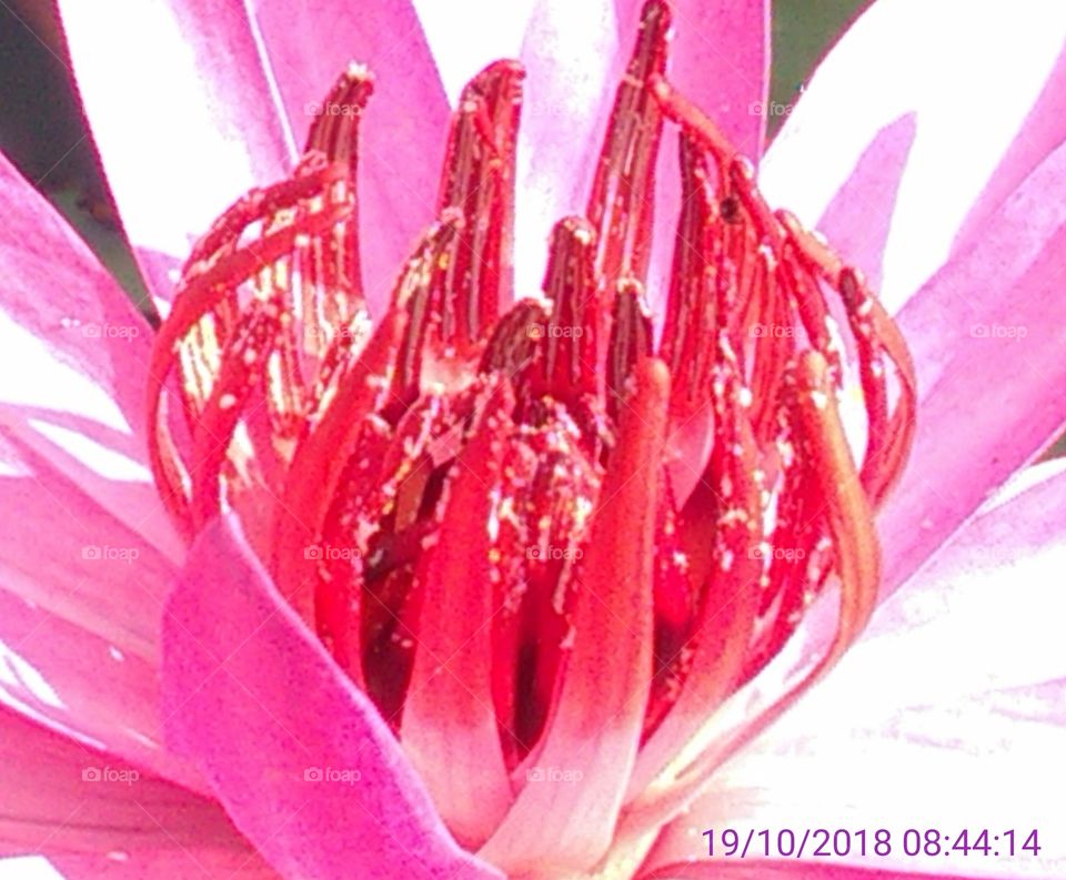 This is the flowers of lotus Pinky-pinky lovely coler