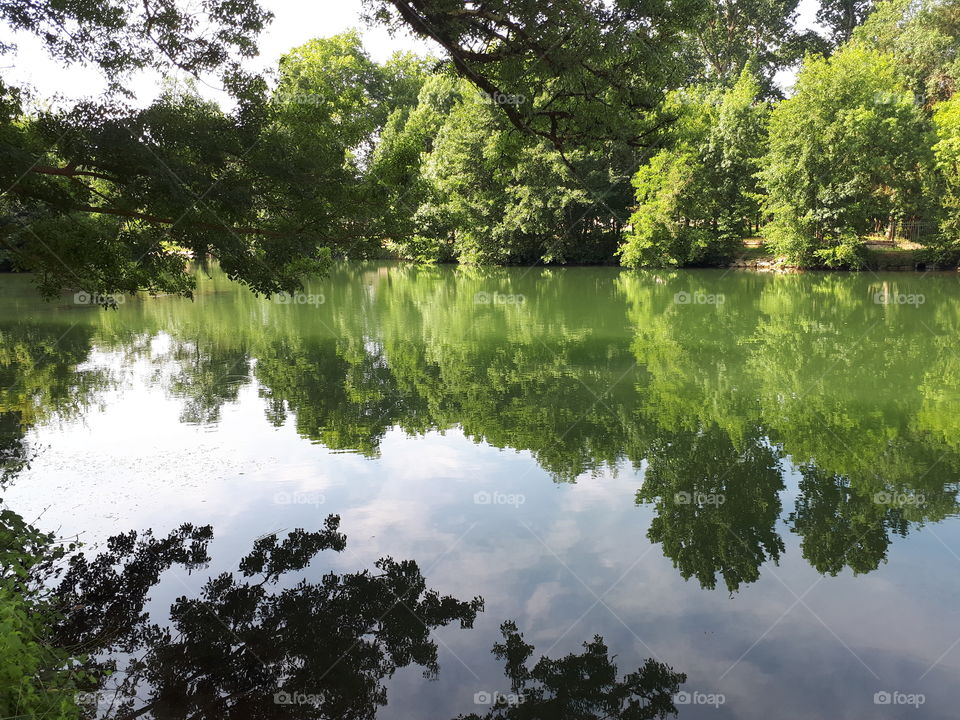 Trees reflected in the river water