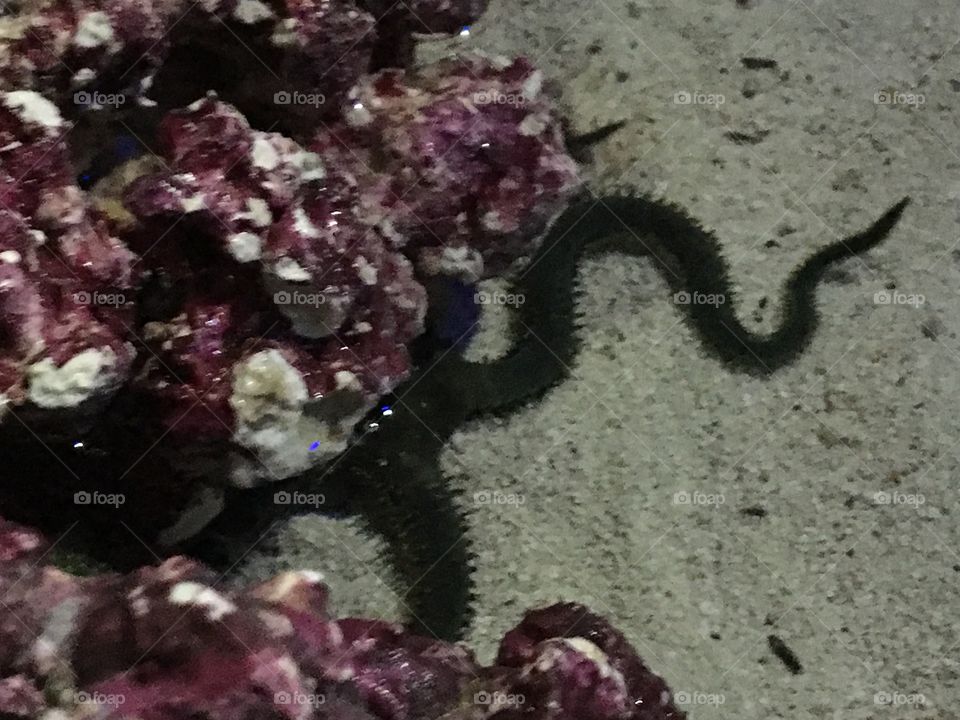 Octopuses 