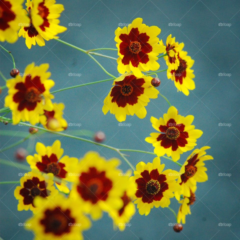 coreopsis