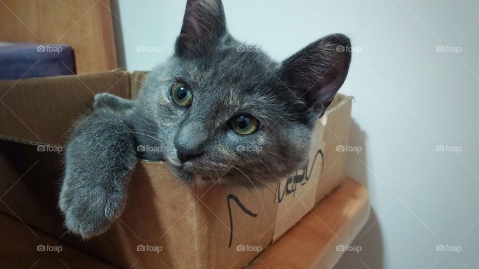 Grey cat lounges in a cardboard box