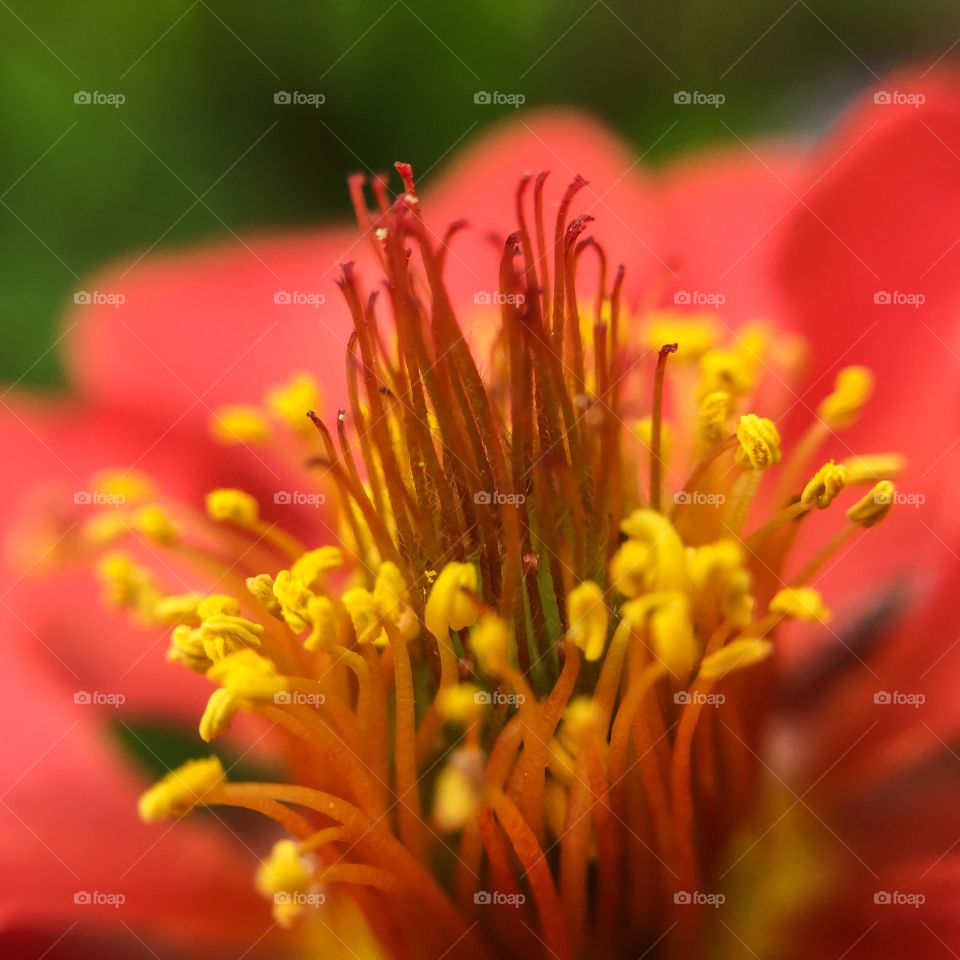 Flower, No Person, Nature, Blur, Pollen