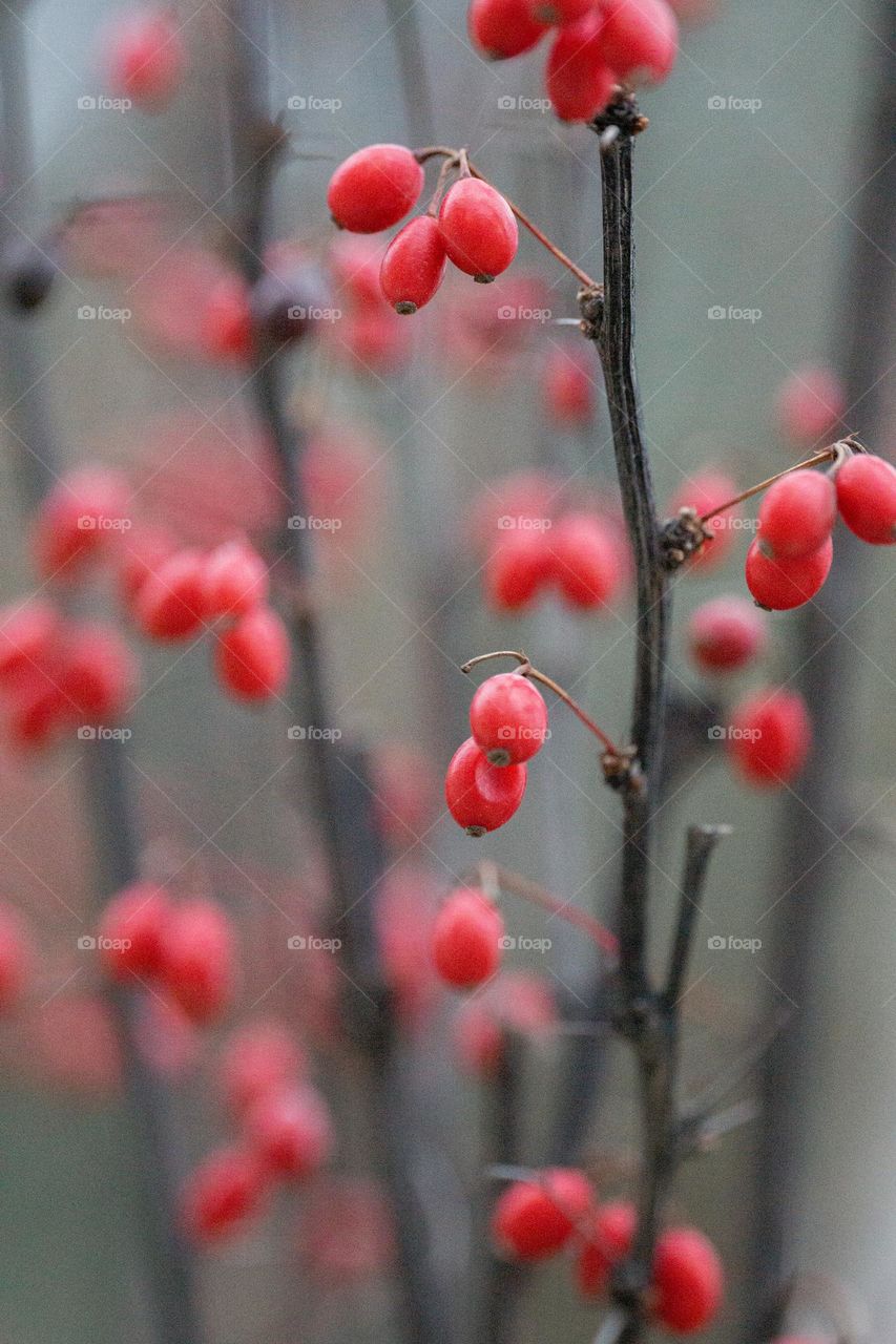 Red berries