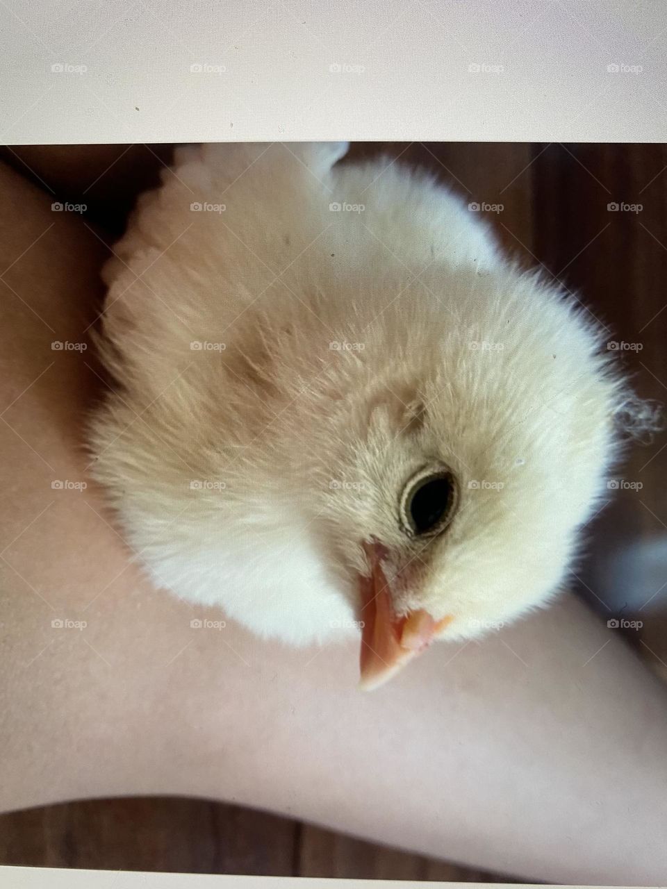 Chick