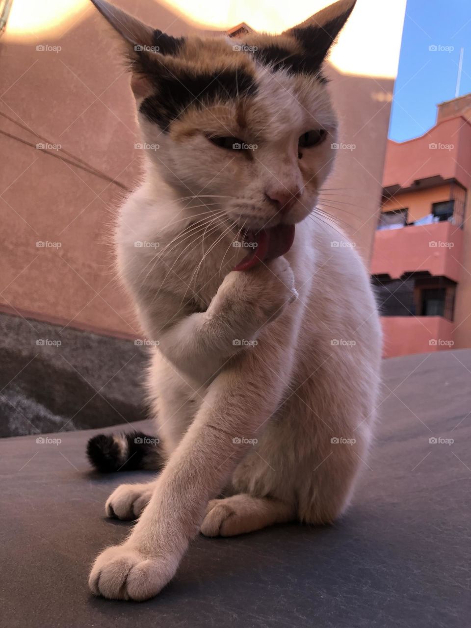 One cat sitting on a car .