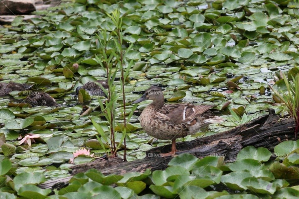 Duck In a pond 
