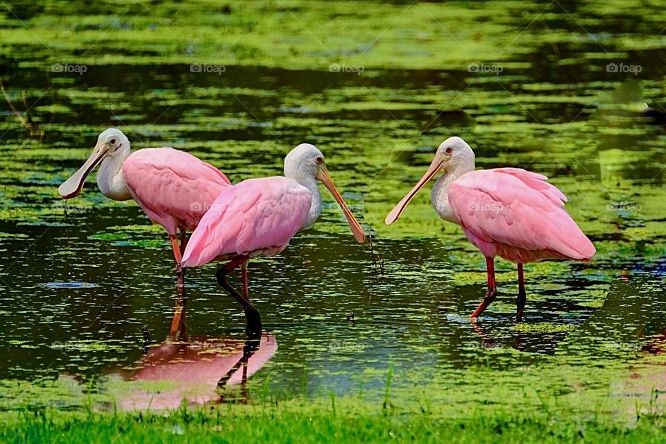 Roseate Spoonbills.