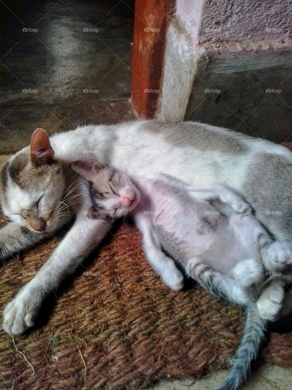 mother and kitty