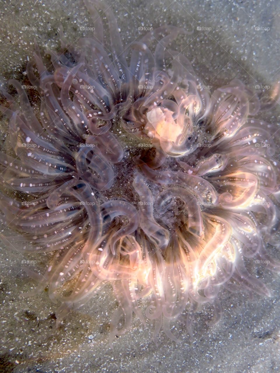 Sea magic. Sea anemone 