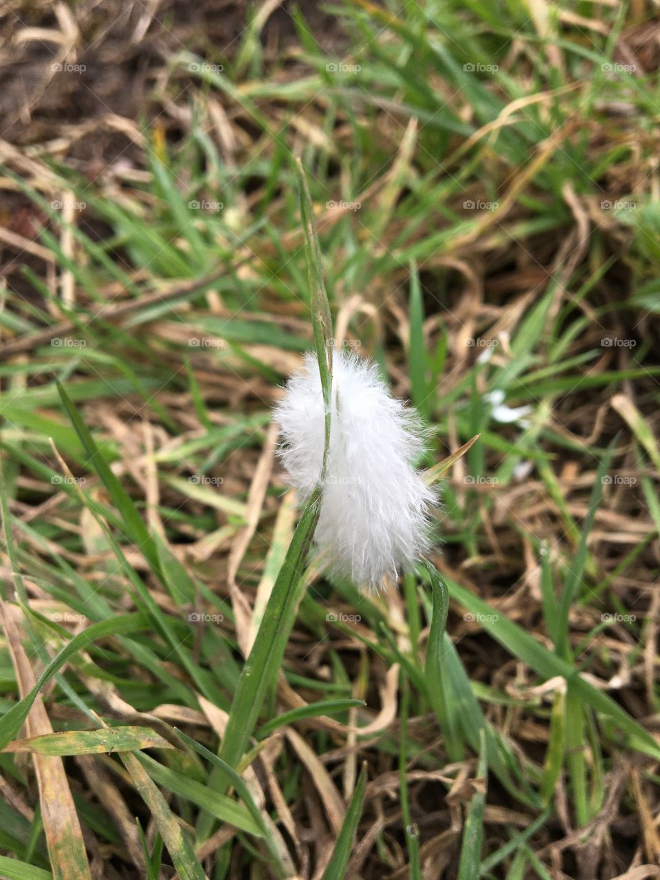 White feather ... Angel watching over me ...blessing peace, love,protection and light 