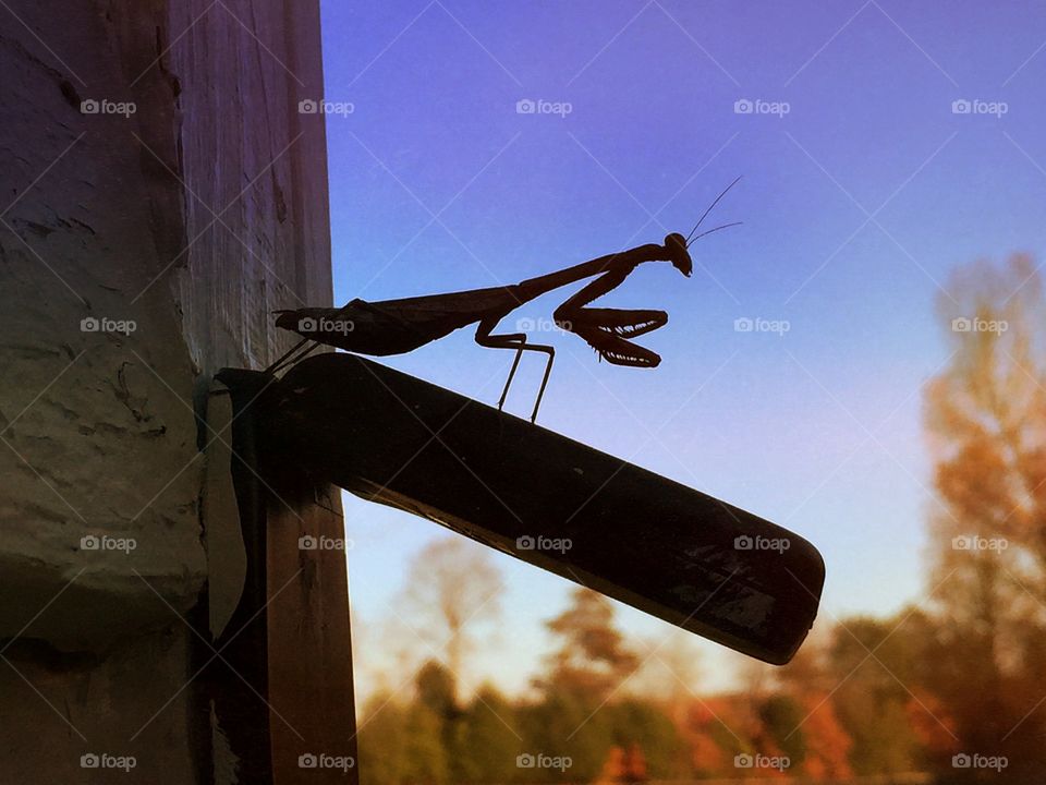 A Mantis' View. A praying mantis enjoys his view of a the fall colors of the meadow