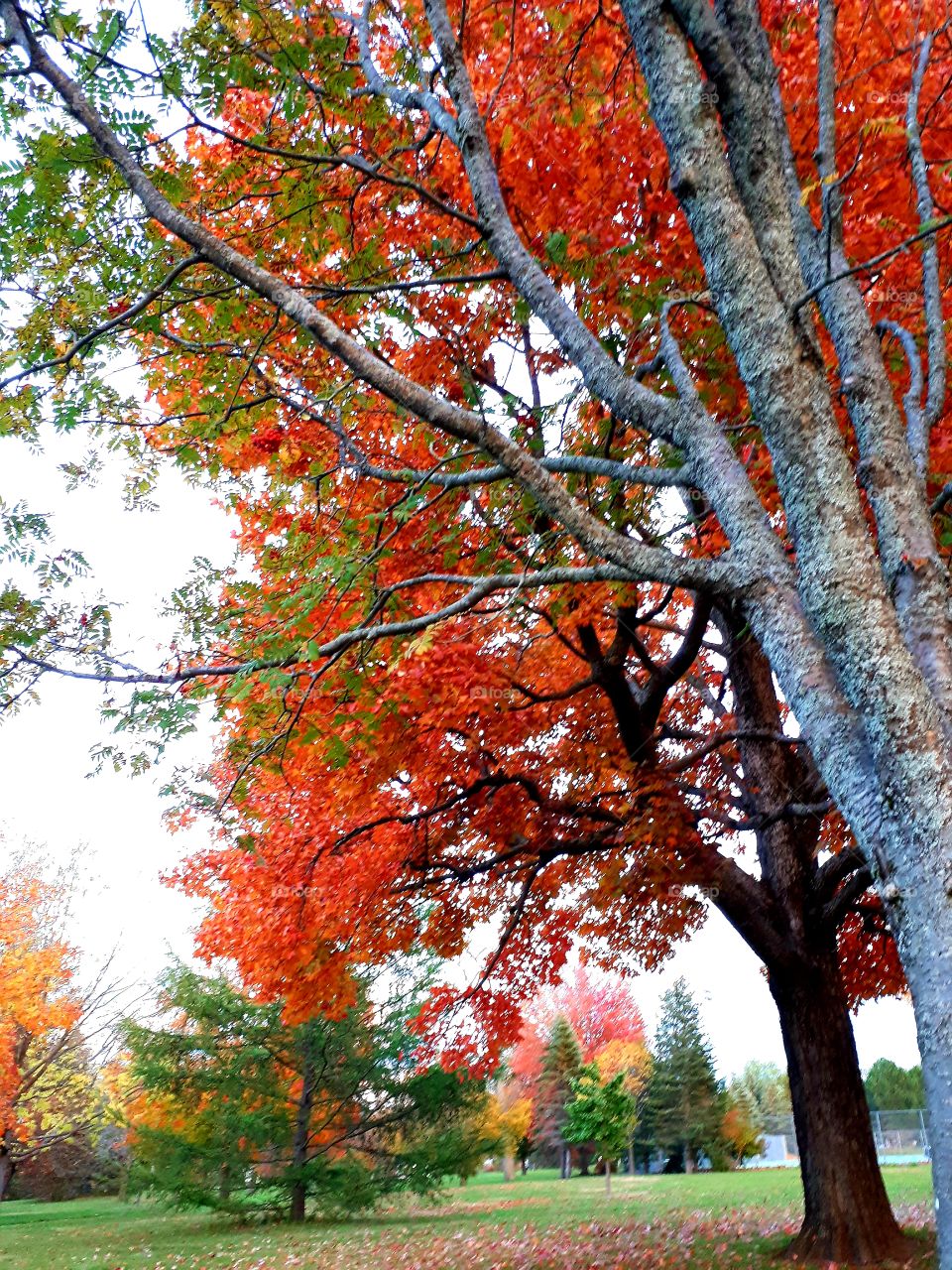 beautiful scenery of the leaves on the trees changing colors for the fall