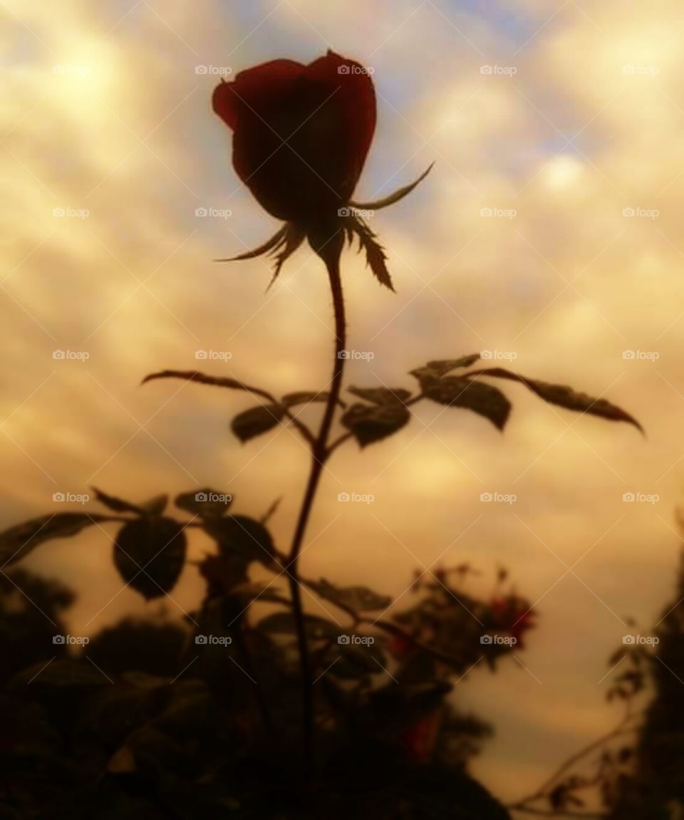 Dawn Rose. A bloom I chanced across on a daybreak stroll
