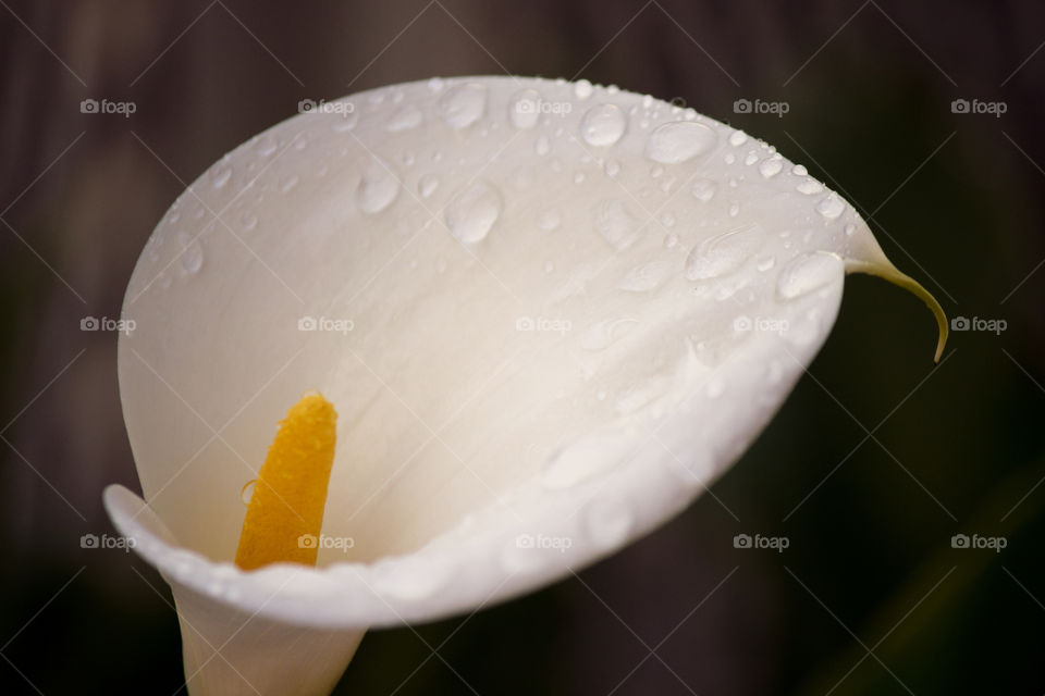 Pretty lily