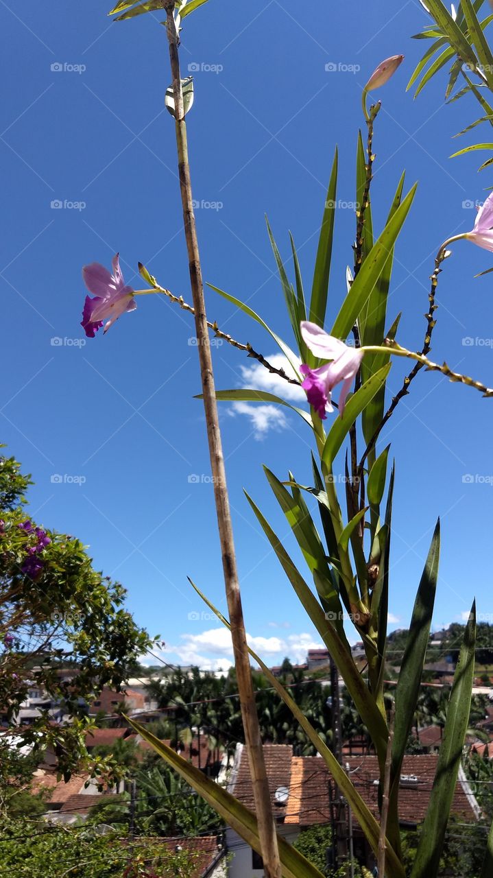 orquídeas floridas em dia ensolarado, poucas nuvens e céu muito azul