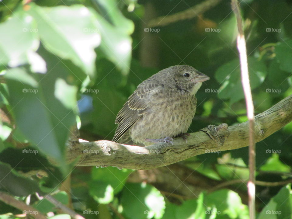 Bird, Wildlife, Nature, Wild, Animal