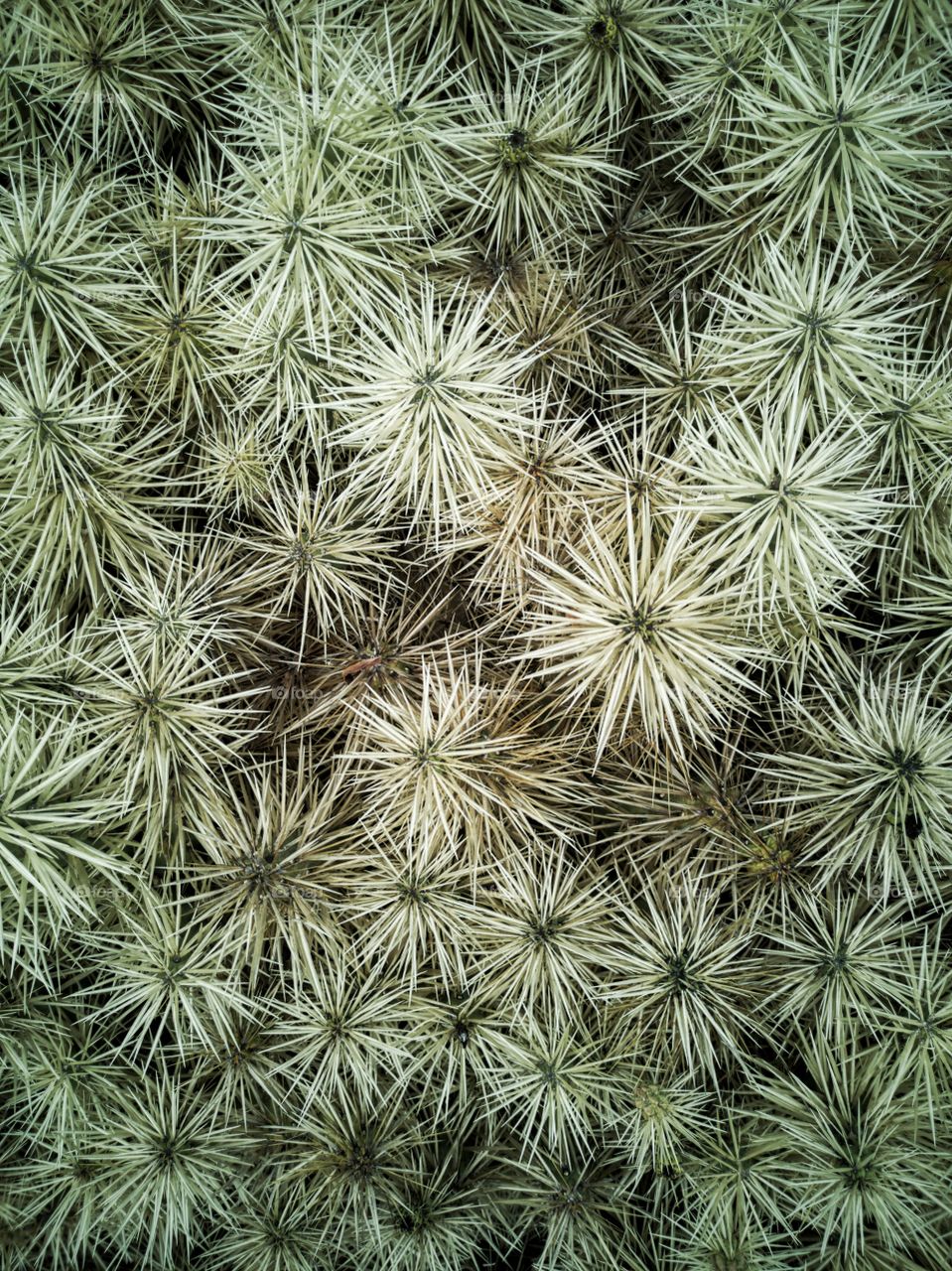 Cactus series