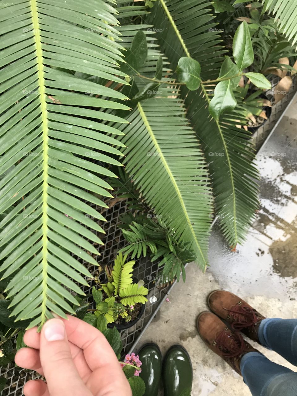 Giant broad leaves in the greenhouse, featuring the feet of a friend