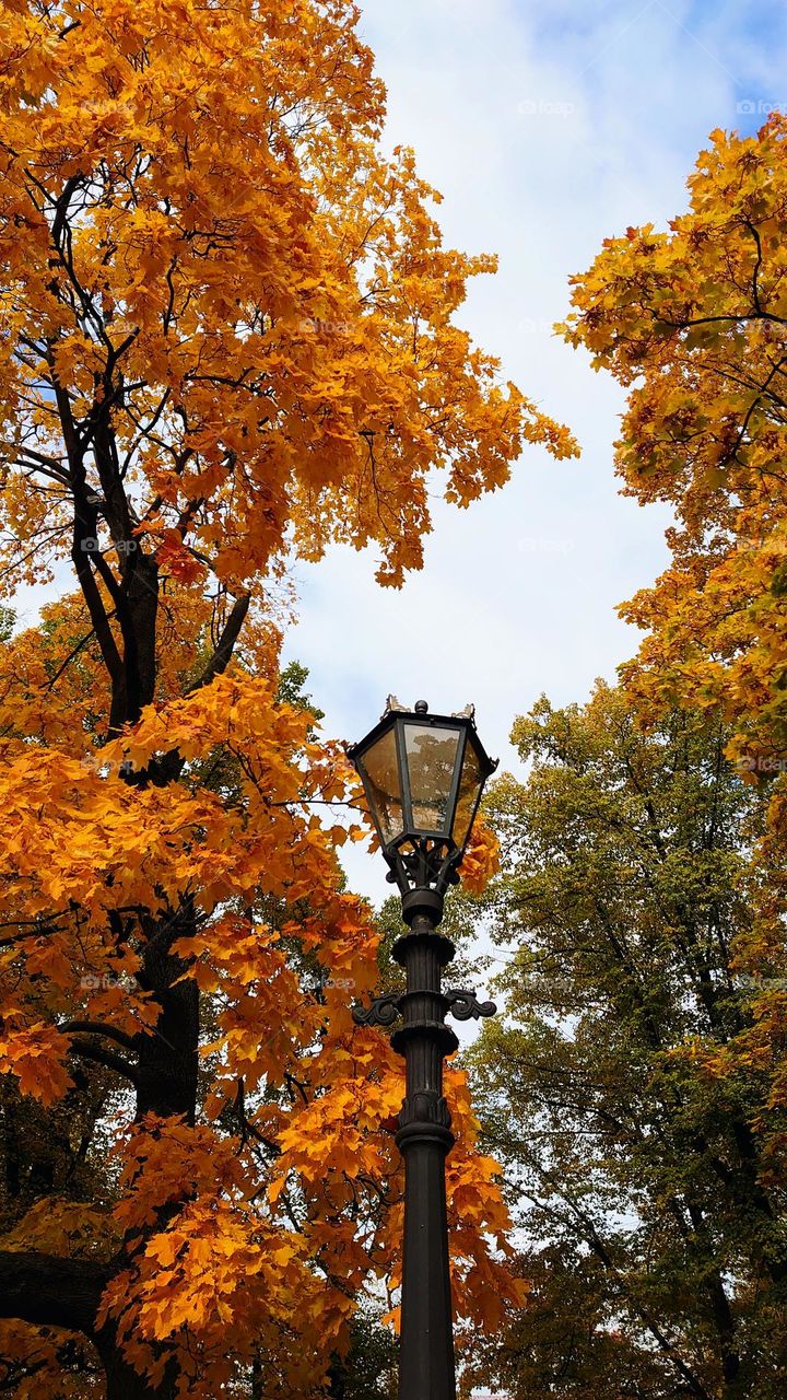 Autumn season 🍂🍁 The Park 🍂🍁 Up view 🍂🍁