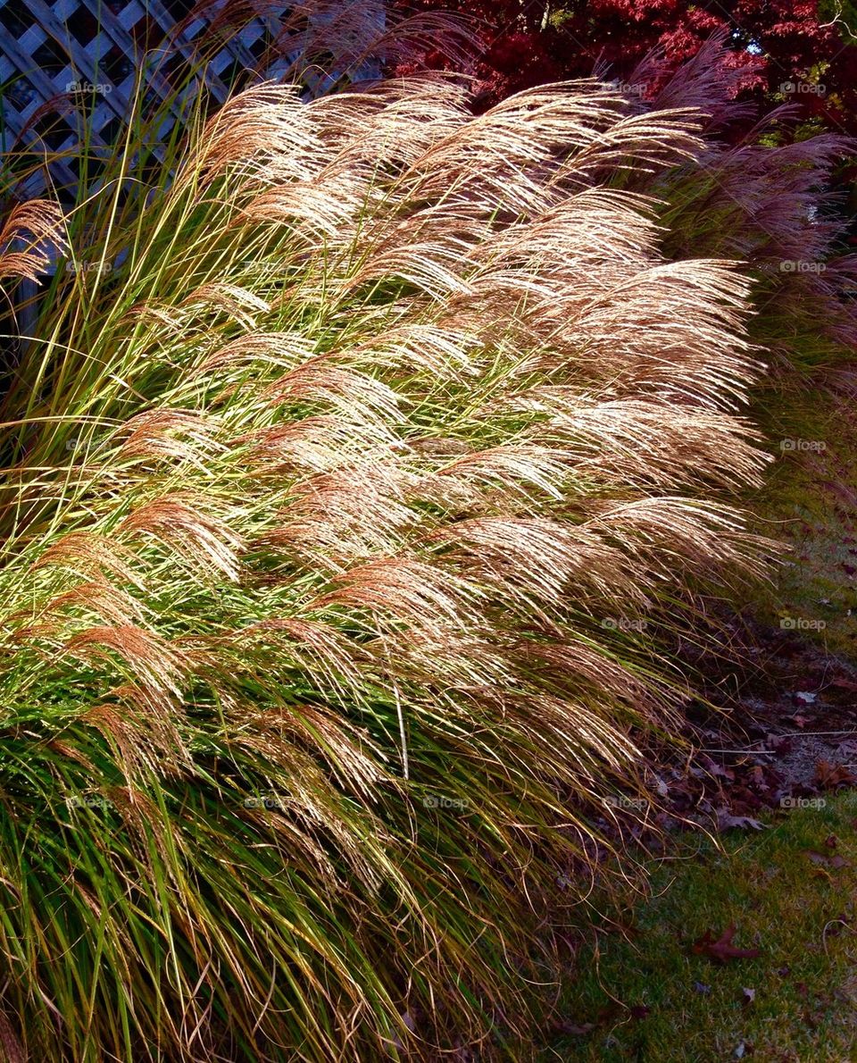 Maiden Grass Flowering
