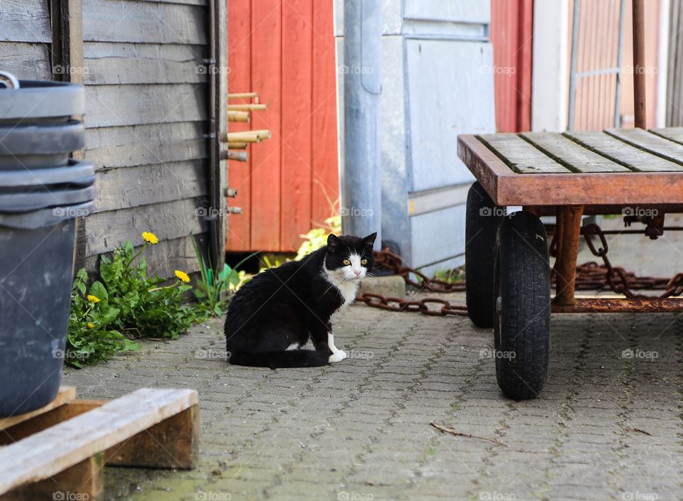 Cat on the hunt. Black and White cat 