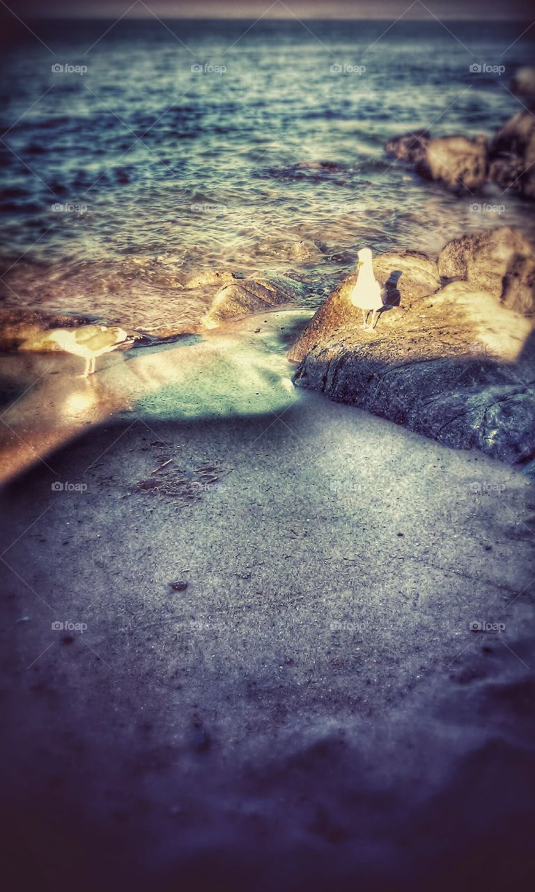 Birds taking in some sun