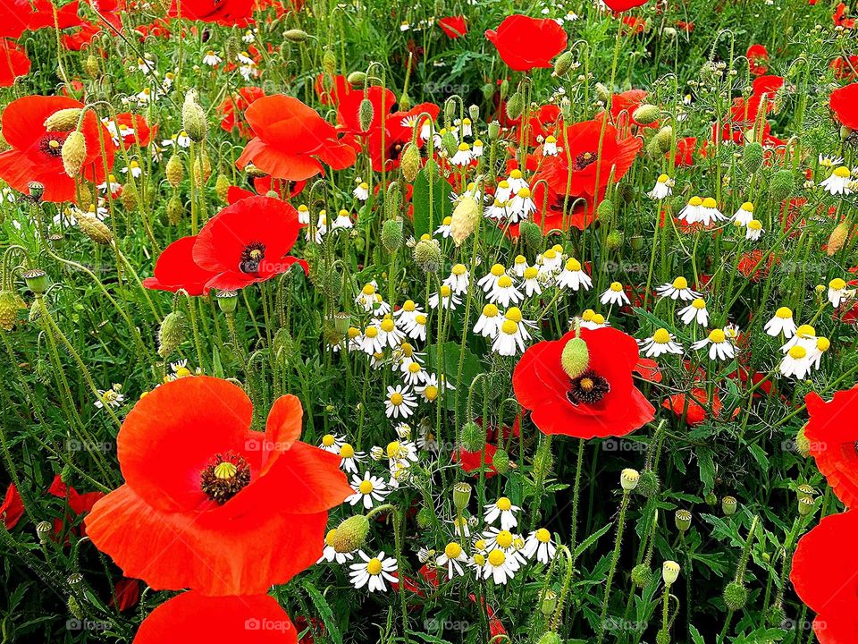 A field with red poppies and white daisies.  Paradise and freedom in the countryside