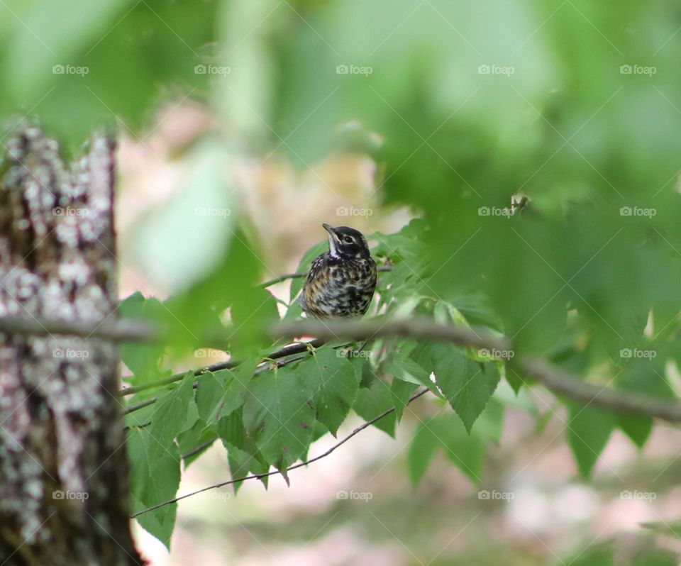 As Life Flourishes; An American Robin Fledgling perched between the leaves on one of his first adventures