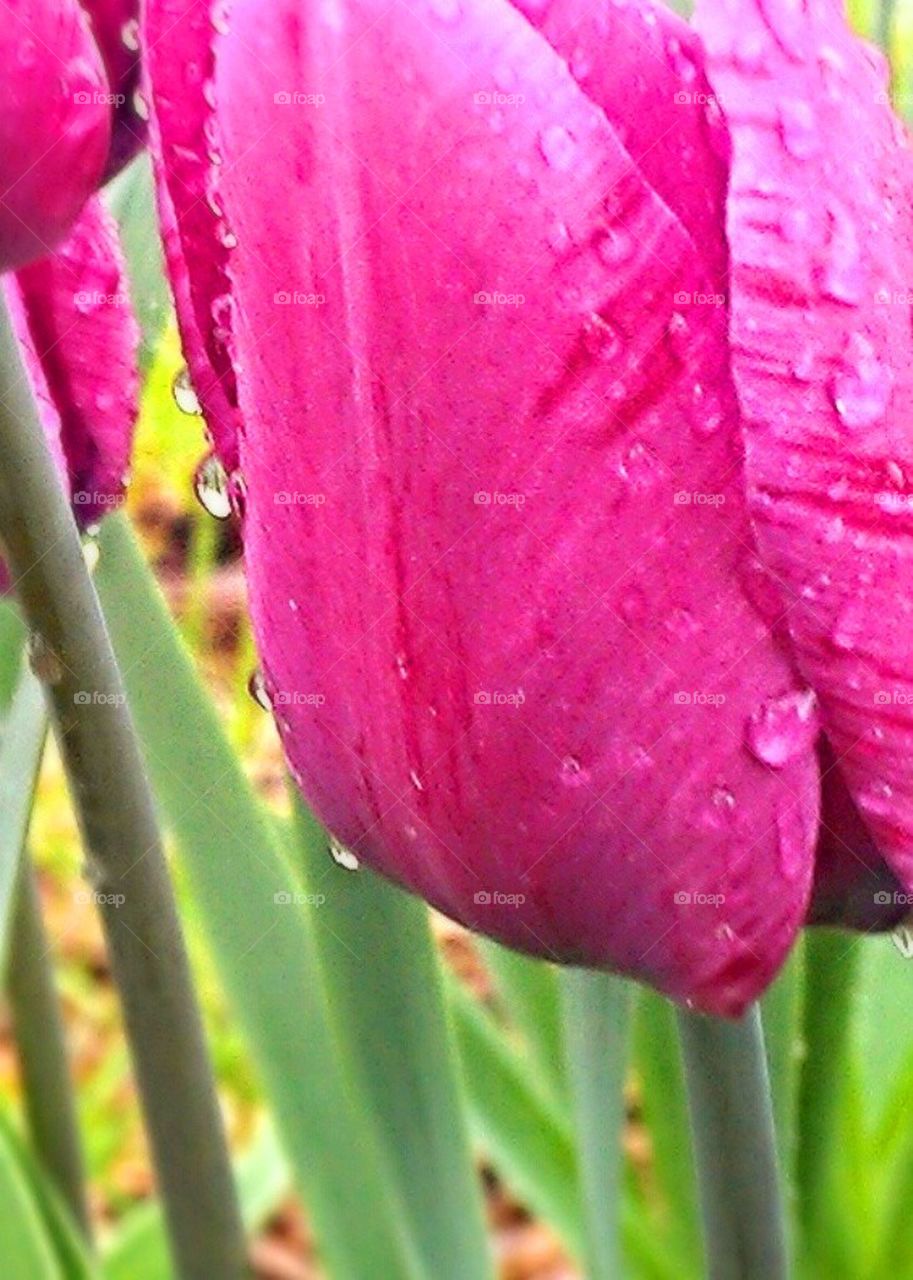 Raindrops on Flowers