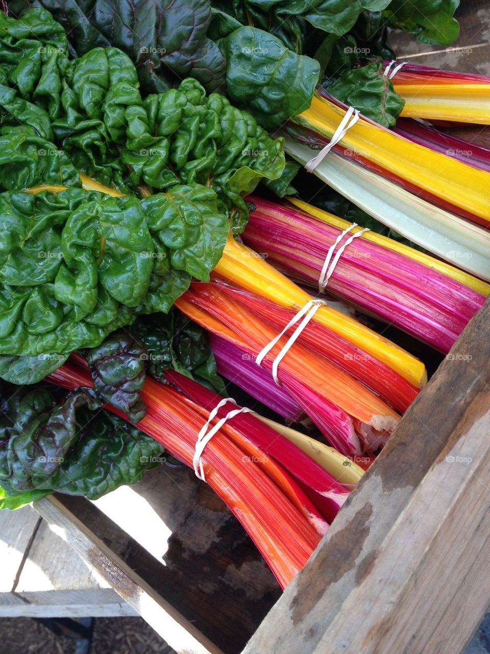 Rainbow Chard