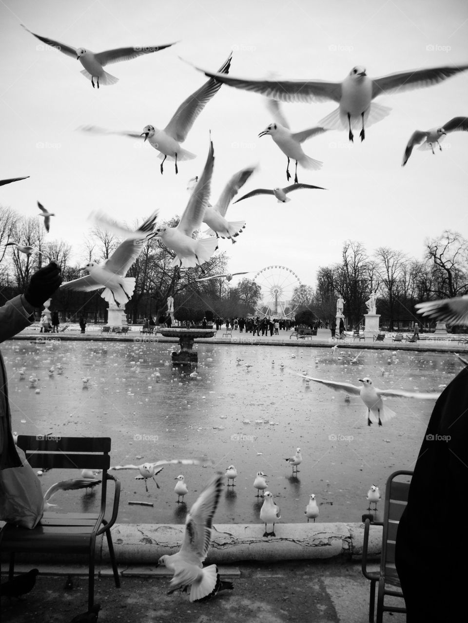 Feeding the birds