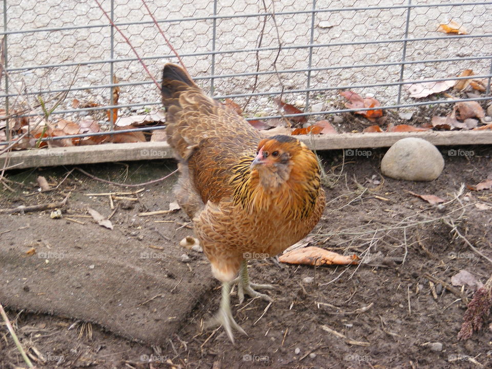 A chicken in the coop on a fall day.