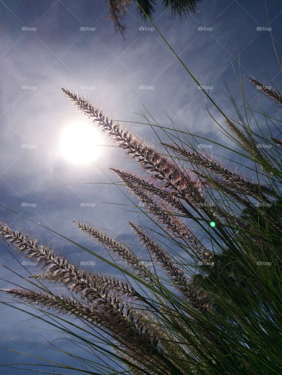 Sun and sea grass