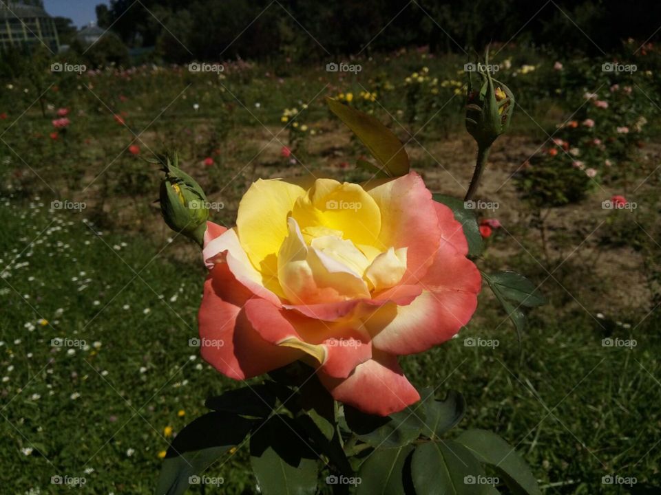 amazing rose