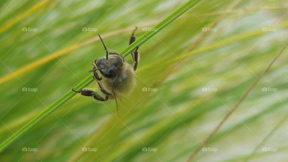 Nature, Insect, No Person, Flora, Grass
