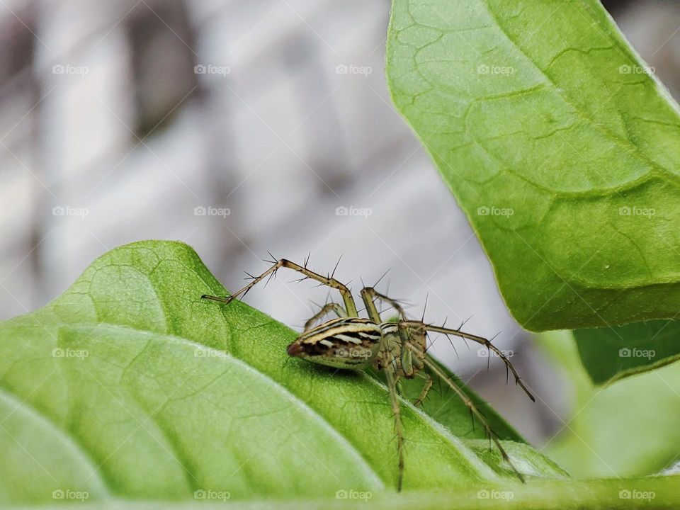The striped lynx spider