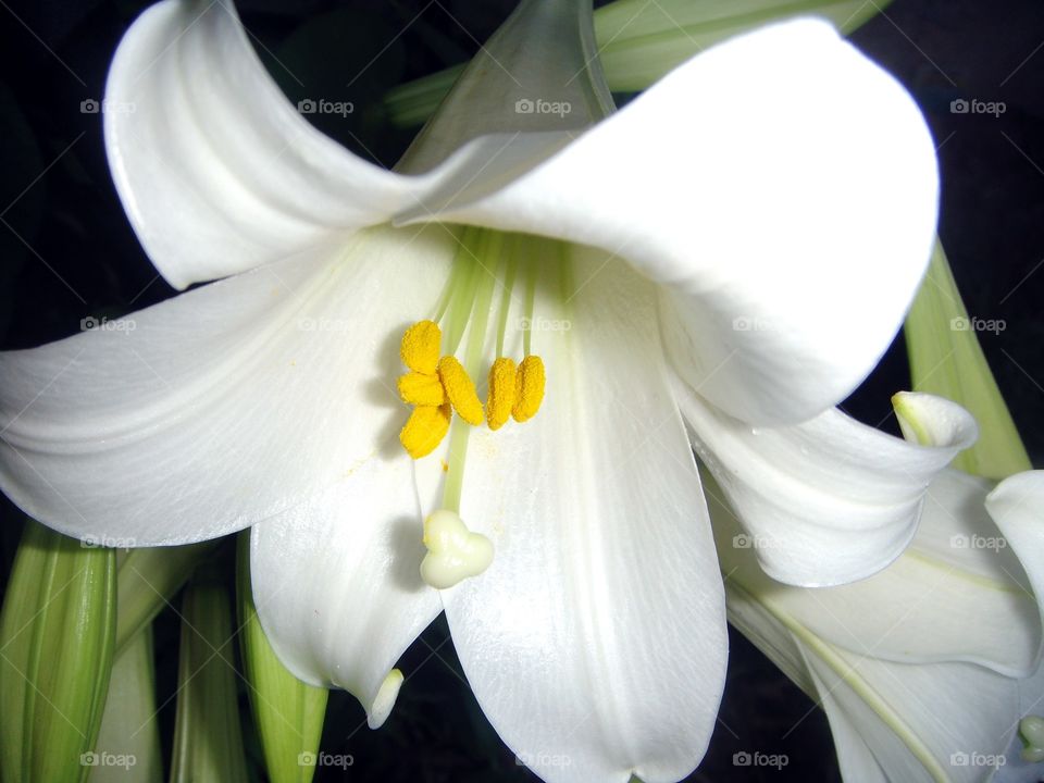 Close Up Of Easter Lily