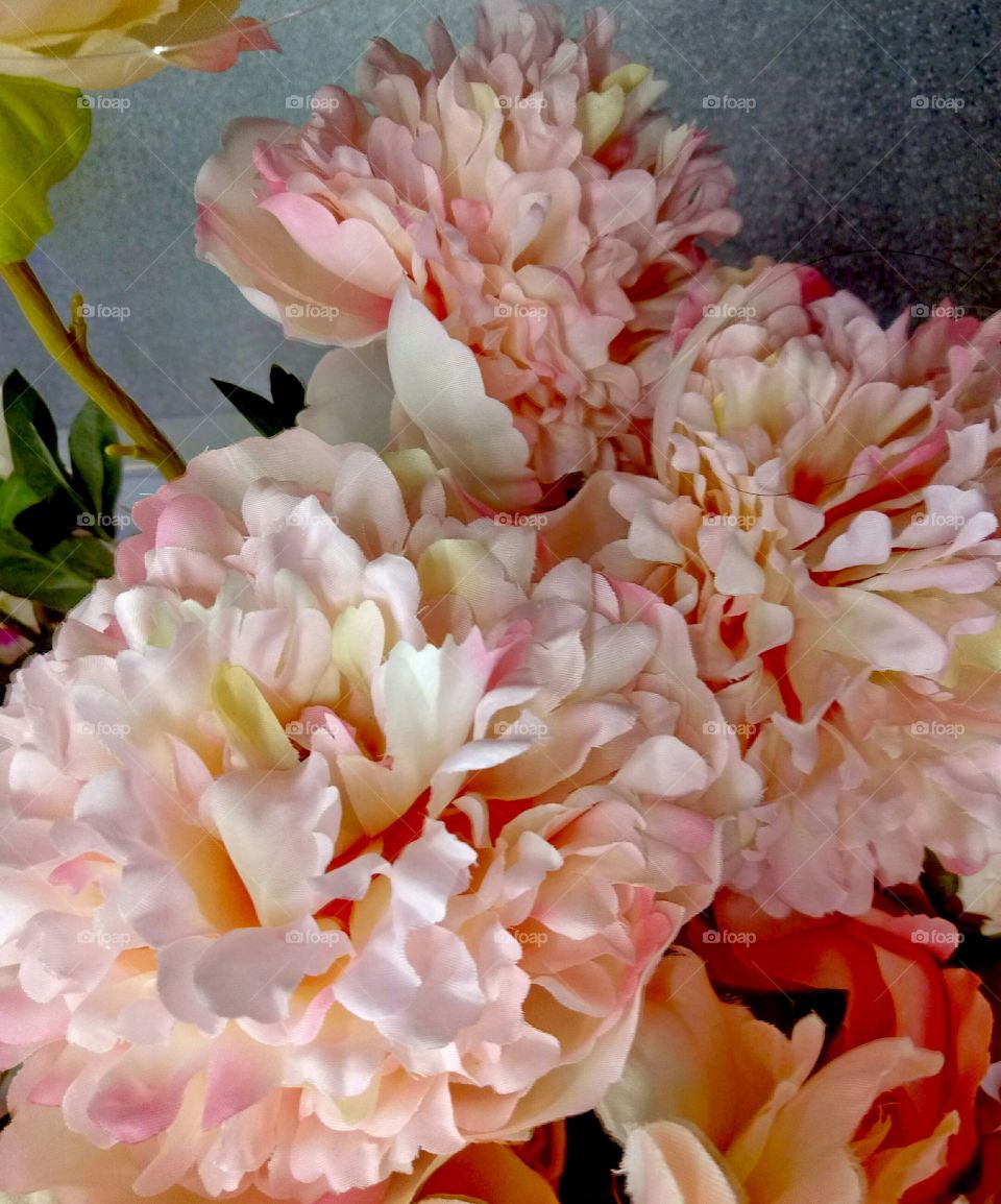 Flower, Nature, Beautiful, Flora, Floral