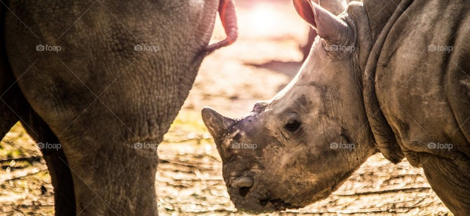 Rhino with a young Rhino