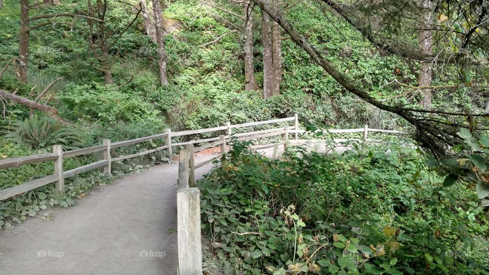 Wood, Nature, Tree, Landscape, Leaf