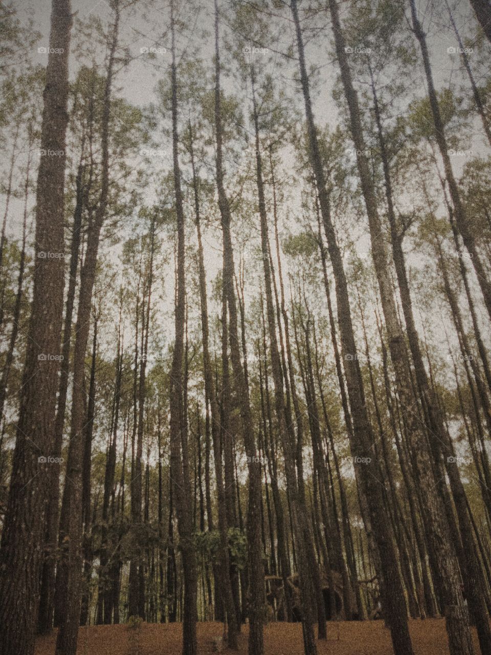 pinus forest