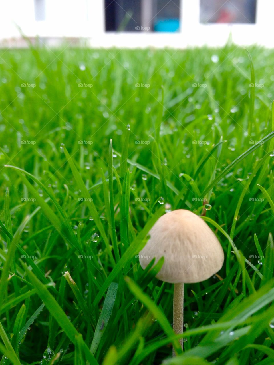 Mushroom in grass 
