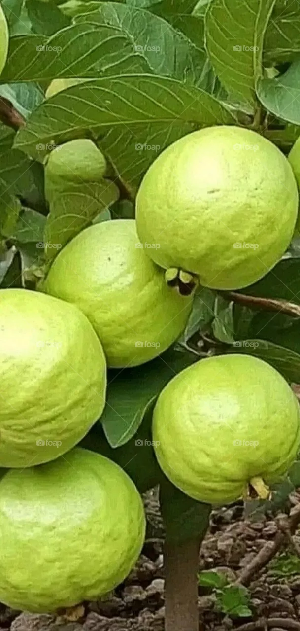 most beautiful and attractive sweet fruits in the garden.