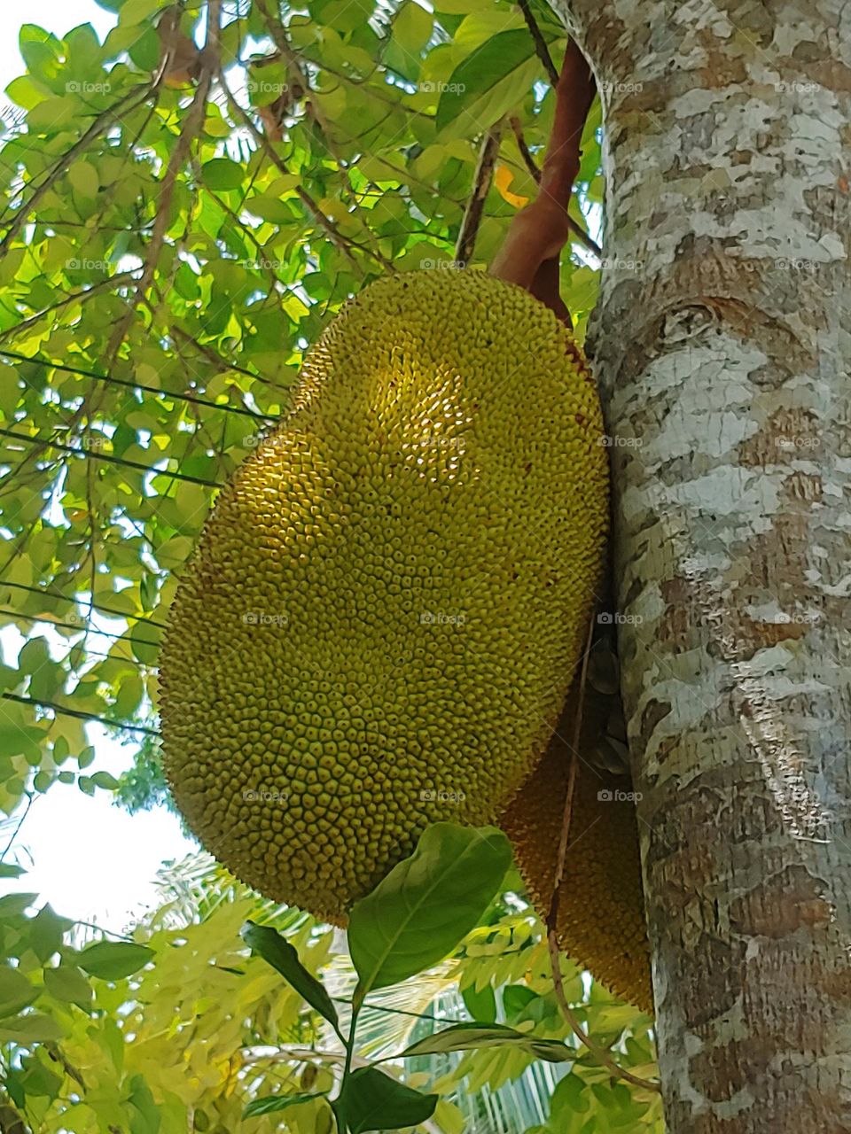 jack fruit captured