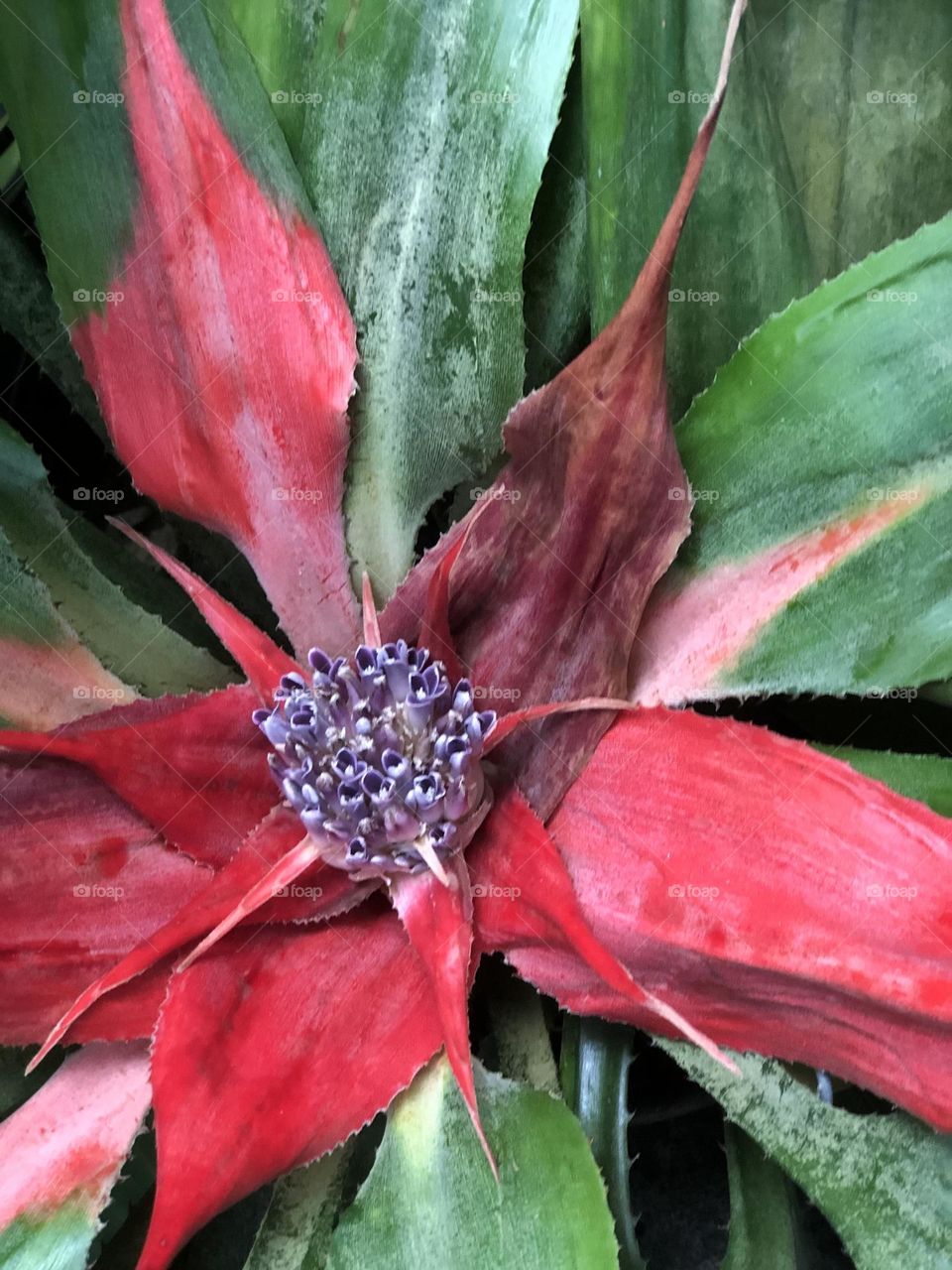 Bromeliad